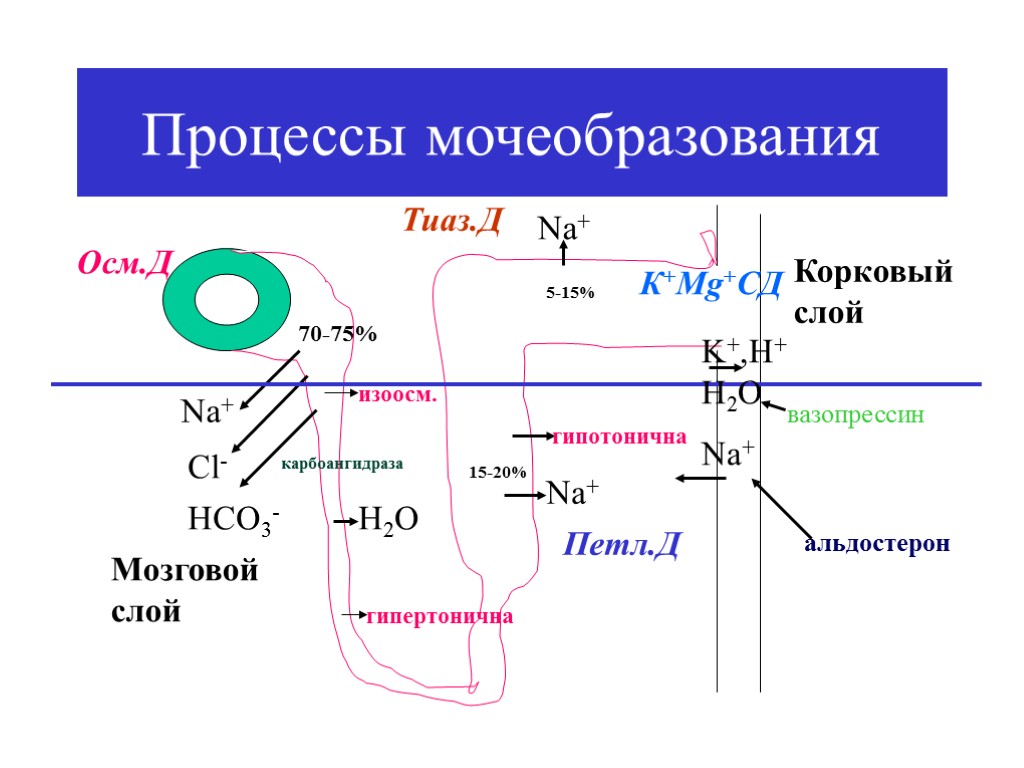 Процессы мочеобразования Nа+ Cl- HCO3- карбоангидраза 70-75% изоосм. Н2О гипертонична Nа+ 15-20% Мозговой слой